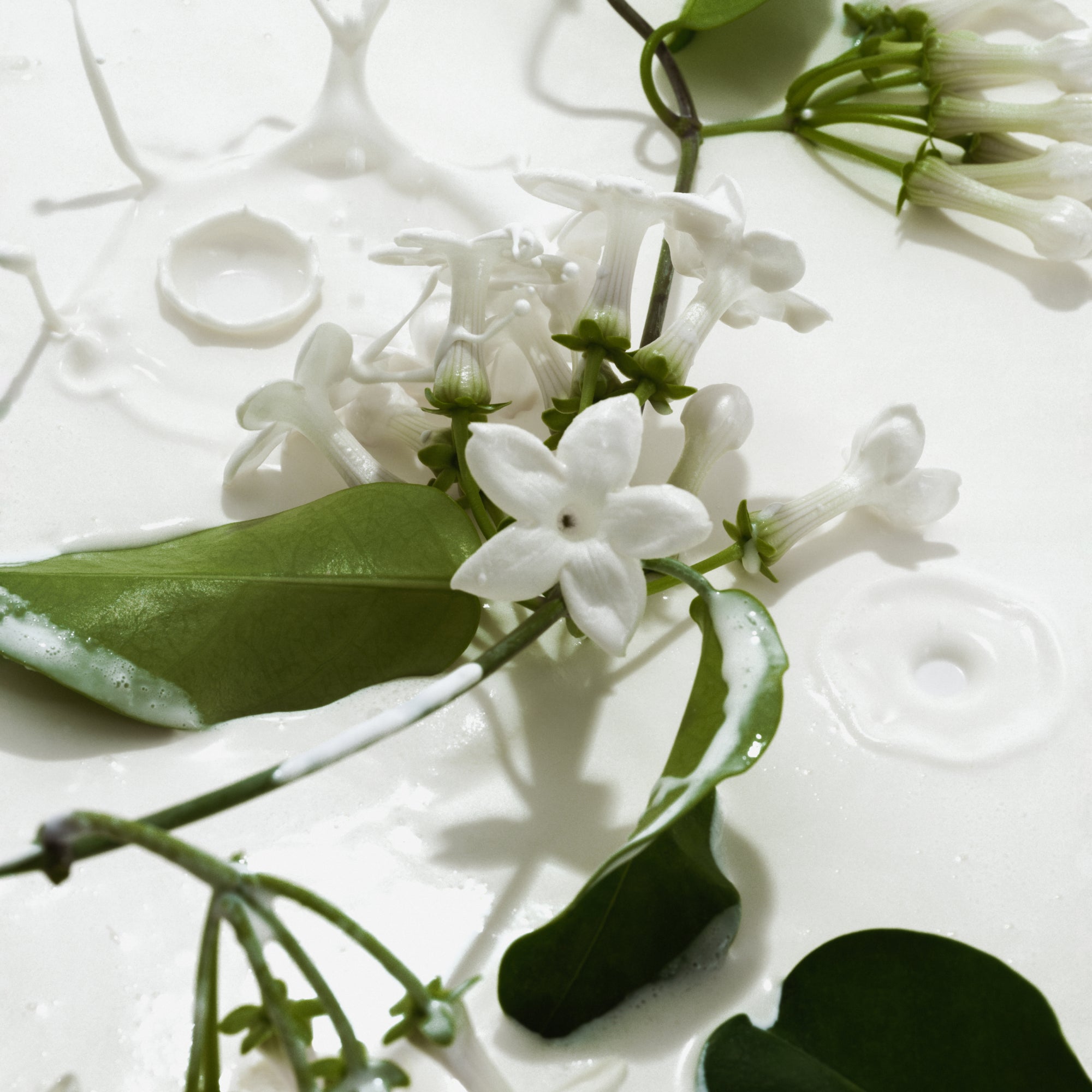 Jasmine blossoms in cream, the ingredients of Heavy Cream